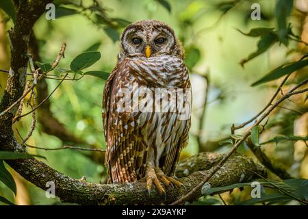 Il giovane Gufo barrato appollaiato su un ramo Foto Stock