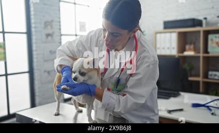 Una giovane donna ispanica veterinaria esamina un cane chihuahua in una stanza clinica veterinaria, mostrando uno spazio di lavoro interno professionale. Foto Stock