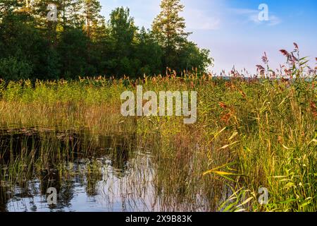 Paesaggio sul lago Ladoga con canne fiorite Foto Stock