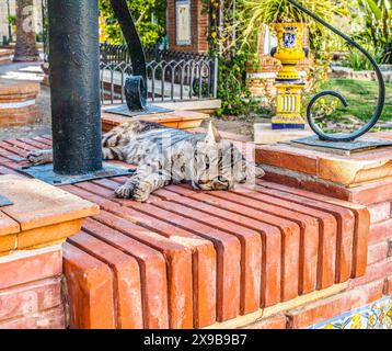 Un gatto randagio riposa su un muro di mattoni in un'atmosfera da parco andaluso. Foto Stock