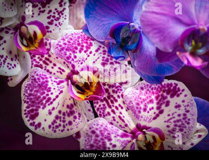 Orchidee lunari in tonalità rosa, blu e viola Foto Stock