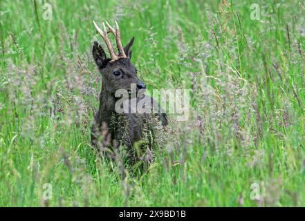 Capriolo europeo (Capreolus capreolus) raro maschio nero melanistico / erba che mangia il cavallo ed erbe nelle praterie / prato in primavera Foto Stock