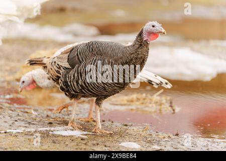 Paesaggio rurale con ampio petto di tacchino domestico. Foto Stock