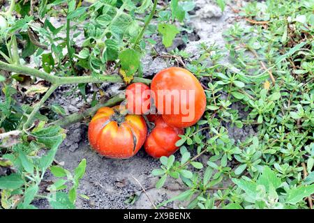 I pomodori rossi maturano su un cespuglio di pomodori nel giardino di un contadino. Foto Stock