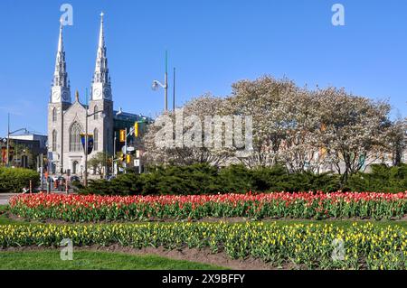 File di tulipani e alberi in fiore di ciliegio in mostra per l'annuale Festival dei tulipani nel Majors Hill Park. La basilica della cattedrale di Notre-Dame può essere vista sul Foto Stock