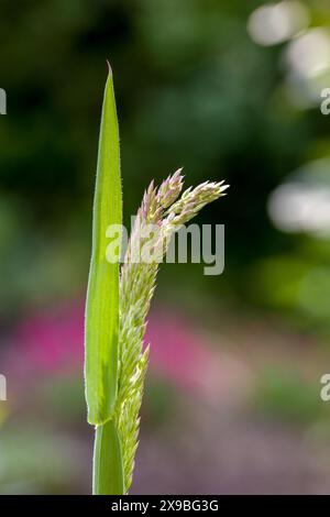 un gambo verde di erba miele legnosa con infiorescenze viola su sfondo sfocato Foto Stock