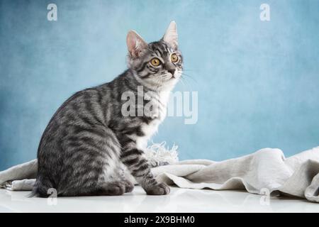 Un gattino da tabby con marcature impressionanti si siede con attenzione, i suoi occhi spalancati e curiosi in un ambiente da studio delicatamente illuminato. Foto Stock