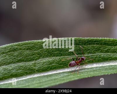 Primo piano di formica marrone su foglia verde Foto Stock