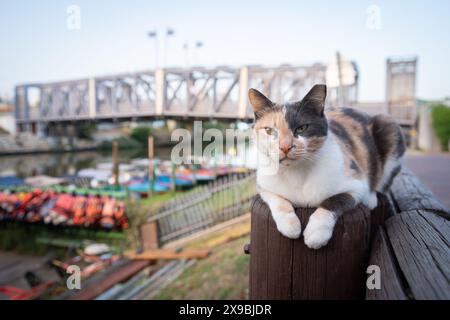 Un gatto randagio si trova lungo il fiume Yarkon nel parco Yarkon a Tel Aviv, in Israele, vicino al ponte Ussishkin. Foto Stock