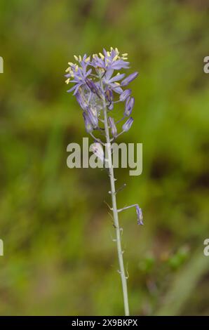 Giacinto selvatico, Camassia scilloides Foto Stock