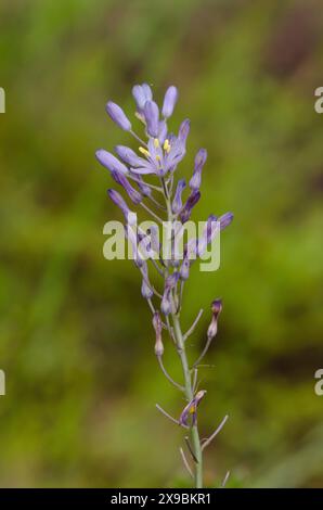 Giacinto selvatico, Camassia scilloides Foto Stock