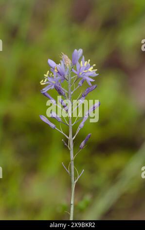 Giacinto selvatico, Camassia scilloides Foto Stock