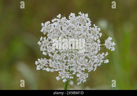 Il merletto della regina Anna, il carota di Daucus Foto Stock