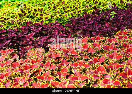 Coleus di diversi colori, ortica dipinta, Coleus blumei in pentole in una serra di fiori, coleus rosso Malibu Foto Stock