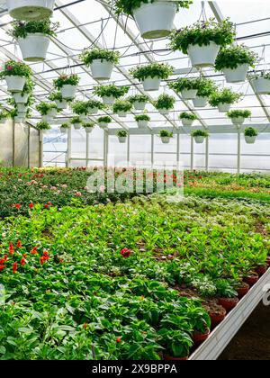 Moderno vivaio di fiori con molte piante di fiori colorate in vasi sugli scaffali e cesti appesi al soffitto Foto Stock