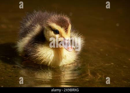 Nuoto anatra nello stagno in una giornata di primavera di sole Foto Stock