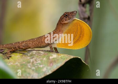 Il display territoriale di Anole male in scala molto ampia: Gonfiando il suo lembo giallo di rugiada/gola e facendogli rimbalzare la testa. Osa Penninsular, Costa Rica. Foto Stock