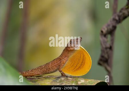 Il display territoriale di Anole male in scala molto ampia: Gonfiando il suo lembo giallo di rugiada/gola e facendogli rimbalzare la testa. Osa Penninsular, Costa Rica. Foto Stock