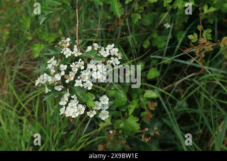 Primo piano dei piccoli fiori bianchi su una macchia di biancospino circondata da erba verde e fogliame. Foto Stock