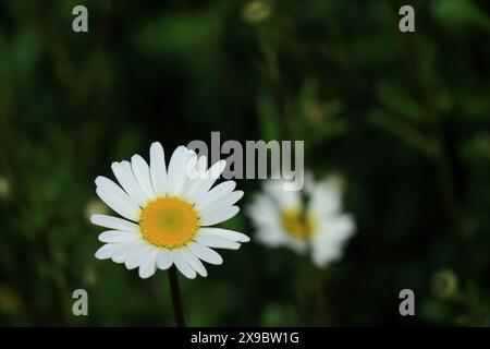 Una margherita selvaggia a occhio di bue. Primo piano tra i petali bianchi e il centro giallo di un singolo fiore, circondato da un fogliame verde. Foto Stock