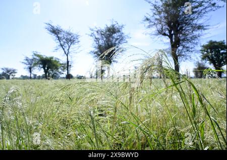 Etiopia, Etiopia centrale, città di Kibet, campi con Teff (Eragrostis tef) un miglio che è il cibo di base in Etiopia, la farina di teff viene utilizzata per preparare il piatto nazionale Injera, una focaccia acida fermentata simile a un pancake con una consistenza leggermente spugnosa, tradizionalmente fatta di farina di teff Foto Stock