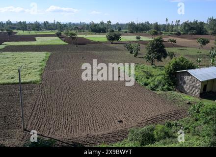 Etiopia, Etiopia centrale, città di Kibet, campi verdi chiari con Teff (Eragrostis tef) un miglio che è il cibo di base in Etiopia, la farina di teff viene utilizzata per preparare il piatto nazionale Injera, una focaccia acida a fermentazione simile a pancake con una consistenza leggermente spugnosa, tradizionalmente fatta di farina di teff Foto Stock