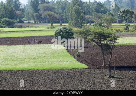 Etiopia, Etiopia centrale, città di Kibet, terreno arato fresco con mais e campi verdi chiari con Teff (Eragrostis tef) un miglio che è il cibo di base in Etiopia, la farina di teff viene utilizzata per preparare il piatto nazionale Injera, una focaccia acida a fermentazione simile a pancake con una consistenza leggermente spugnosa, tradizionalmente fatto di farina di teff Foto Stock