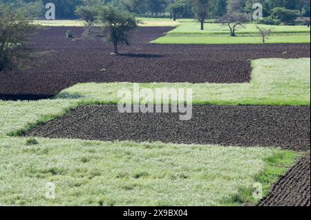 Etiopia, Etiopia centrale, città di Kibet, terreno arato fresco con mais e campi verdi chiari con Teff (Eragrostis tef) un miglio che è il cibo di base in Etiopia, la farina di teff viene utilizzata per preparare il piatto nazionale Injera, una focaccia acida a fermentazione simile a pancake con una consistenza leggermente spugnosa, tradizionalmente fatto di farina di teff Foto Stock