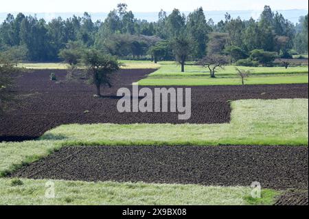 Etiopia, Etiopia centrale, città di Kibet, terreno arato fresco con mais e campi verdi chiari con Teff (Eragrostis tef) un miglio che è il cibo di base in Etiopia, la farina di teff viene utilizzata per preparare il piatto nazionale Injera, una focaccia acida a fermentazione simile a pancake con una consistenza leggermente spugnosa, tradizionalmente fatto di farina di teff Foto Stock