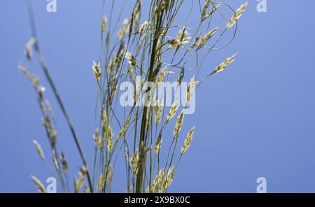 Etiopia, Etiopia centrale, città di Kibet, primo piano di Teff (Eragrostis tef) un miglio che è il cibo di base in Etiopia, la farina di teff viene utilizzata per preparare il piatto nazionale Injera, una focaccia acida a fermentazione simile a pancake con una consistenza leggermente spugnosa, tradizionalmente fatta di farina di teff Foto Stock