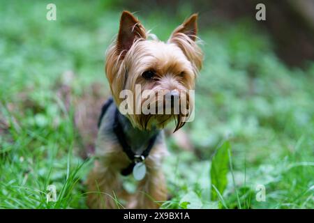 Piccolo curioso Yorkshire terrier su erba verde nella foresta Foto Stock