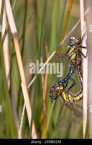 le libellule pelose si accoppiano Foto Stock