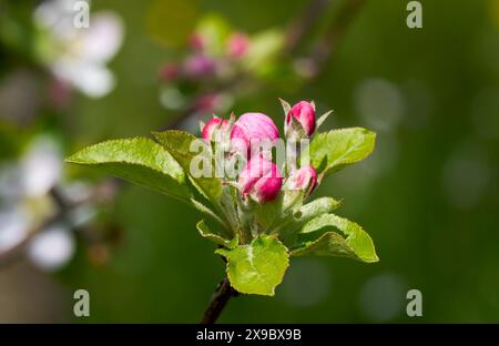 Gemme rosa di un melo tra foglie verdi - primo piano Foto Stock