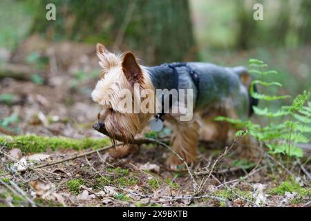 Piccolo curioso Yorkshire terrier su erba verde nella foresta Foto Stock