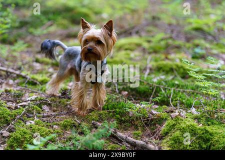 Piccolo curioso Yorkshire terrier su erba verde nella foresta Foto Stock