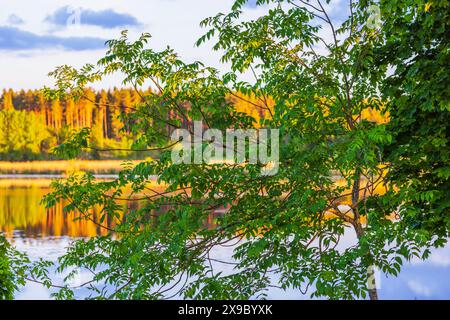 Splendida vista di lussureggianti vegetazioni che incorniciano un lago tranquillo, con alberi e i loro riflessi che brillano alla luce della sera. Svezia. Foto Stock