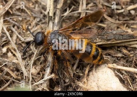 Un temibile Scolid Wasp - Dasyscolia cillata - dal sud della Spagna. Questi grandi insetti sono innocui per gli esseri umani, ma parassitano gli scarabei. Foto Stock