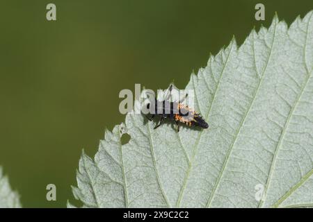 Larva da vicino di un coccinello di arlecchino (Harmonia axyridis). Sulla parte inferiore di una foglia di lampone. Primavera, maggio, giardino olandese Foto Stock