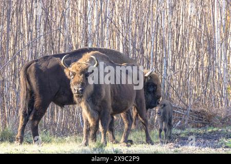 Famiglia di bisonti europei, membri di una mandria di pascolo nella riserva naturale di Blean Woods vicino a Canterbury, Inghilterra. Foto Stock