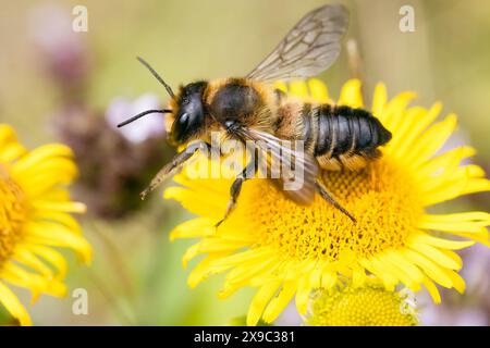 Una grande ape solitaria femminile - il taglialegna intagliato in legno - che visita un fiore di pulba in un giardino nel Kent, Inghilterra, Regno Unito. Foto Stock