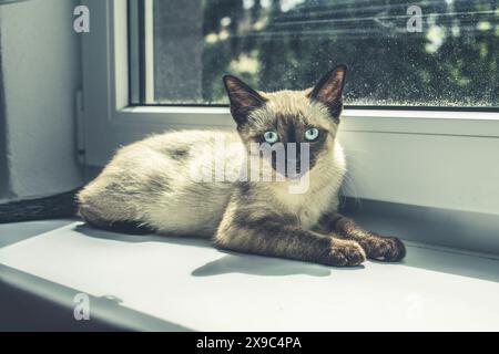 Bel ritratto di gattino siamese. Gatto che si rilassa sul davanzale. Foto di alta qualità Foto Stock