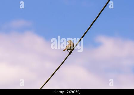 Un passero seduto su un cavo Foto Stock