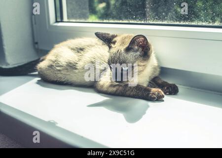 Bel ritratto di gattino siamese. Gatto che si rilassa sul davanzale. Foto di alta qualità Foto Stock