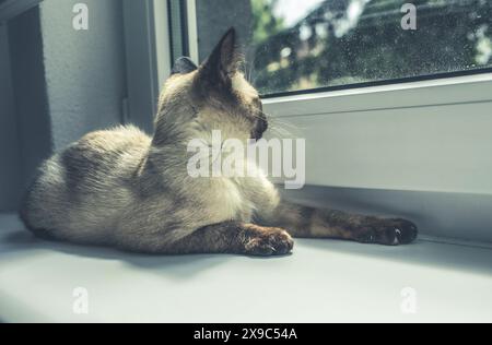 Bel ritratto di gattino siamese. Gatto che si rilassa sul davanzale. Foto di alta qualità Foto Stock