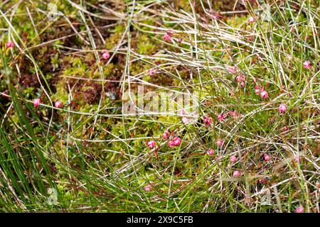 Piccolo mirtillo (Vaccinium oxycoccos), molti fiori sul muschio della torba, torbiera, Parco Nazionale di Harz, Germania Foto Stock