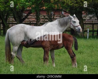 Un mare grigio sorge in un prato verde e succhia un puledro bruno, circondato da alberi, cavalli e puledro in un prato verde a Muensterland, borken, germania Foto Stock