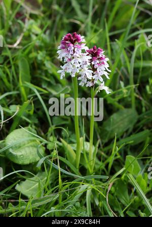 Burnt Orchid or Burnt-tip Orchid, Neotinea ustulata (syn. Orchis ustula), Orchidaceae. Si trova in località calcaree, praterie su gesso. Il PL Foto Stock