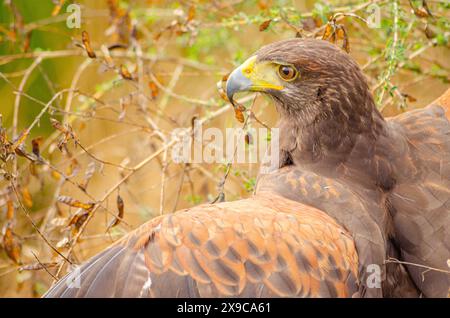 ritratto di un falco di harris, concetto di falconeria. Parabuteo Unicinctus Foto Stock