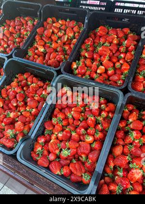 Fragole in scatole in un mercato agricolo Foto Stock