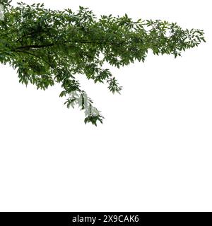 Ramo di quercia con foglie verdi come cornice di bordo, isolato su bianco con percorso di ritaglio incluso, spazio di copia, adatto per progetti grafici Foto Stock